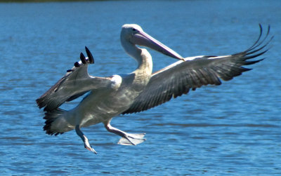Pelican Landing*Merit*