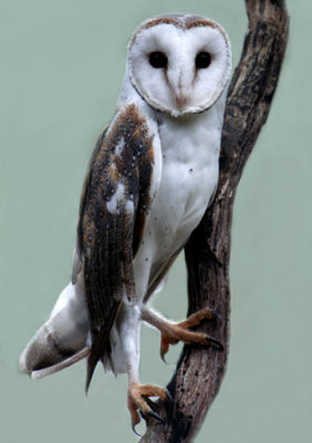 Barn owl