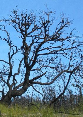 After the fires