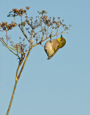 Silvereye