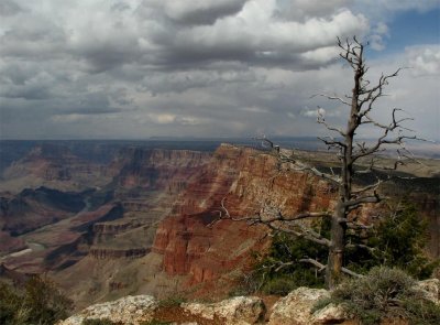 Tree At Grand Canyon - CREDIT
