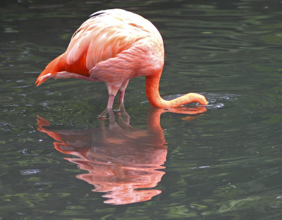 Flamingo Reflection