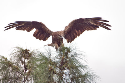 Black-eared kite
