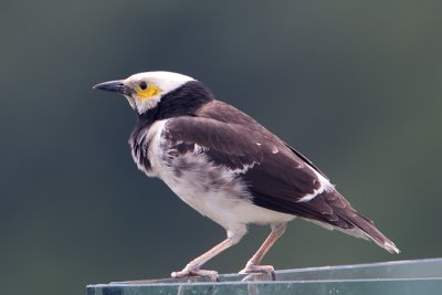Black-necked starling