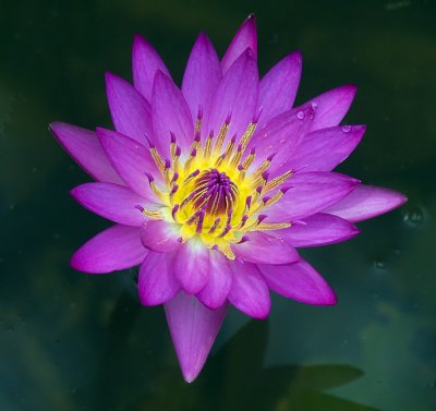 Lily