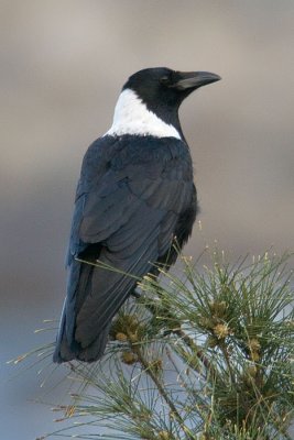 Corvus torquatus