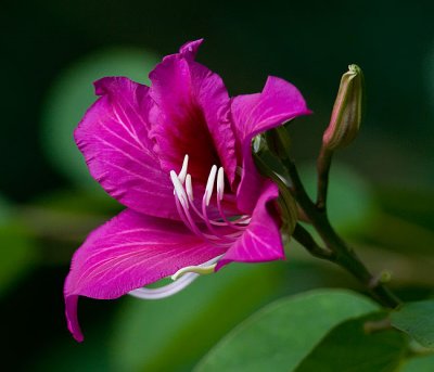 Purple bloom