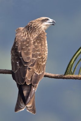 Black-eared kite