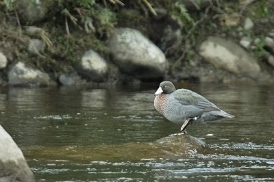 Blue duck