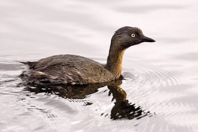 NZ Dabchick