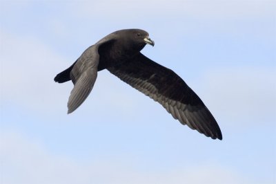 Westland petrel