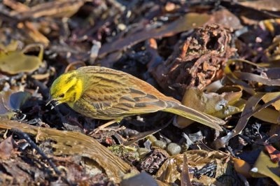Yellowhammer