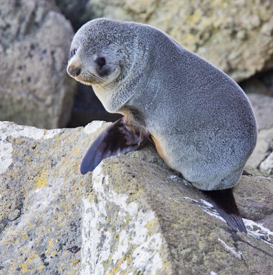 Fur seal