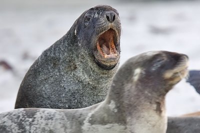 Sea-lion roar