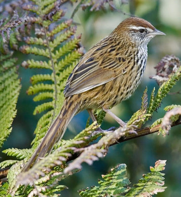 South Island fernbird