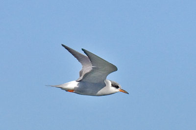 Black-fronted tern