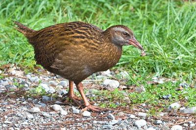 Weka