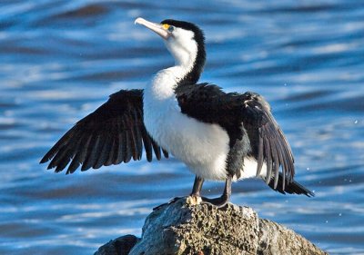Pied shag