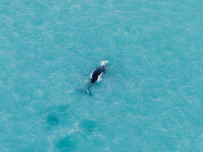 Southern right whale