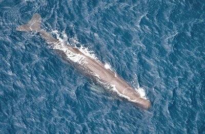 Sperm whale