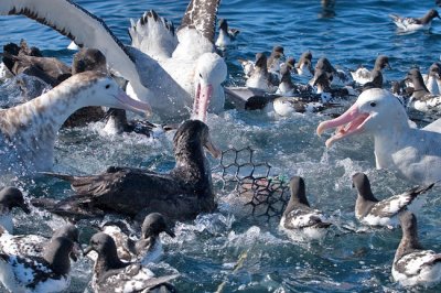 Feeding frenzy