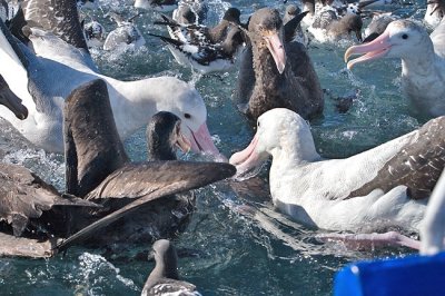 Feeding frenzy 2