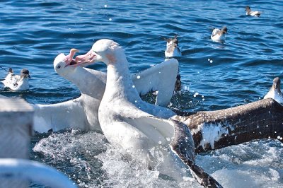 Dancing beak to beak