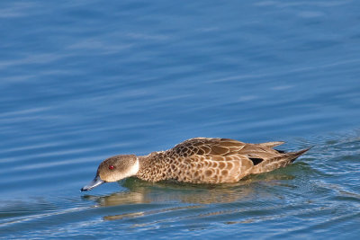 Grey teal