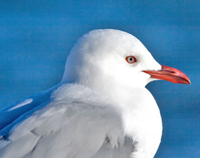 Red-billed gull portrait