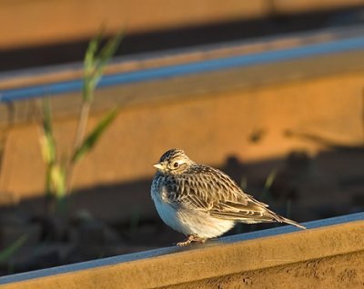 Skylark