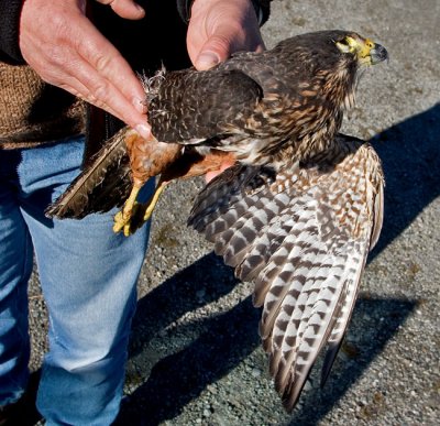 Road kill NZ Falcon