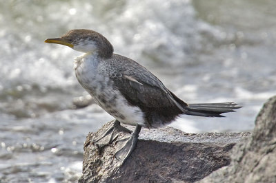 Little shag