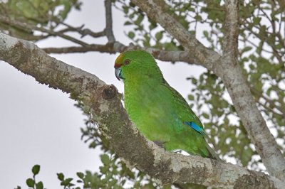 Red-crowned parakeet