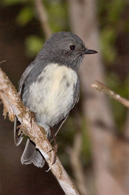 NZ Robin