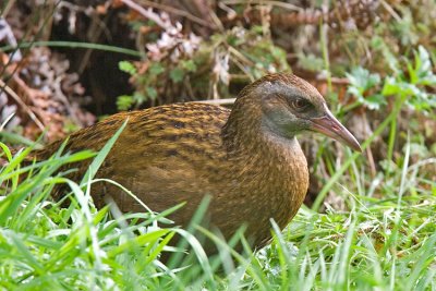 Weka