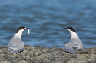My tern for the fish