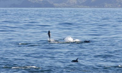 Dolphin leap