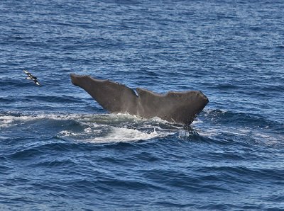 Whale scale