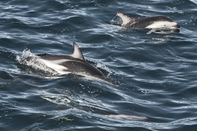 Dusky dolphins