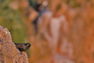 Starling