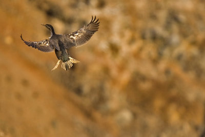 Landing