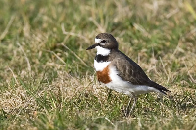 Banded-dotterel