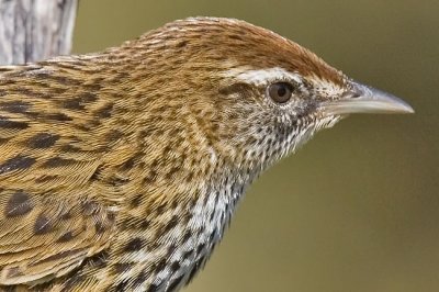 Fernbird portrait