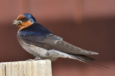 Welcome Swallow