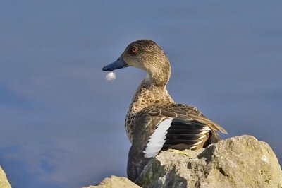 Grey teal