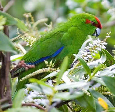 Red-crowned parakeet