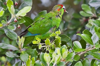 Red-crowned parakeet