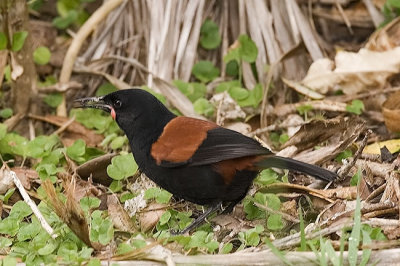 Saddleback