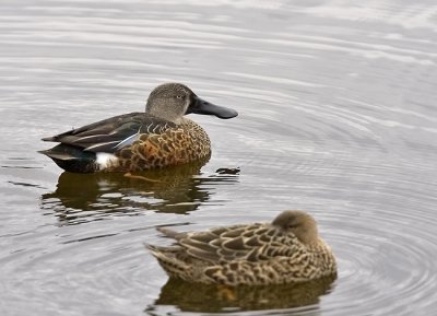 Australasian Shoveler