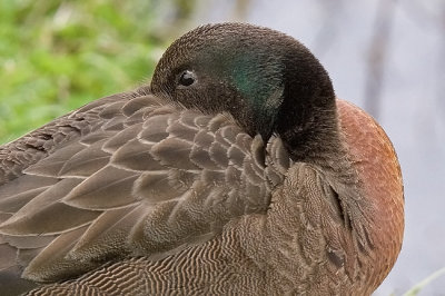 Brown teal portrait